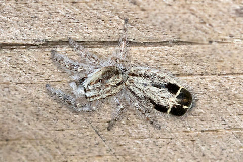 Jumping Spider (Abracadabrella elegans) (Abracadabrella elegans)